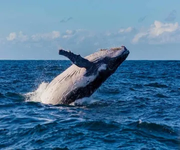 Sydney Whale Watching Tour
